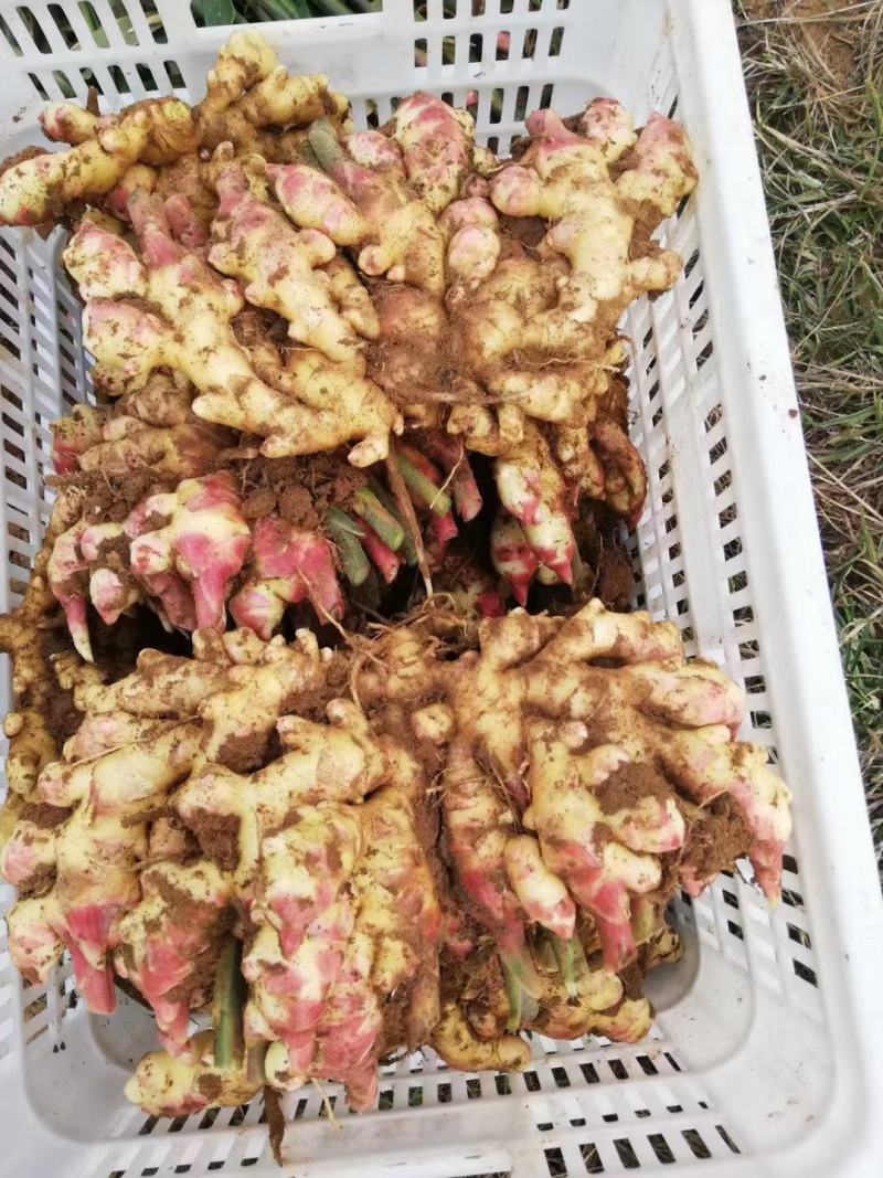 热卖-四川368高产大小黄姜姜种！可合作种植包回收
