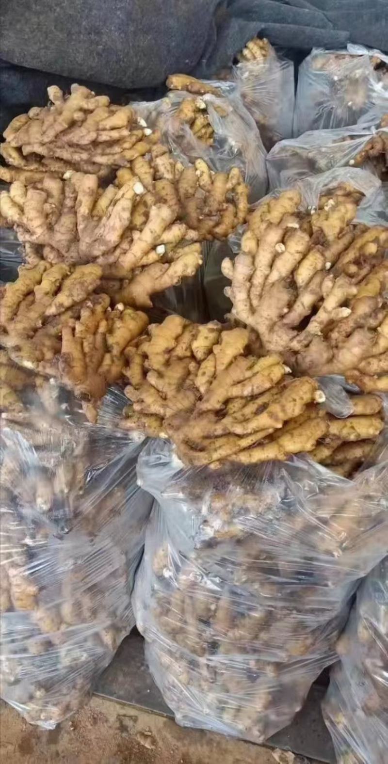 热卖-四川368高产大小黄姜姜种！可合作种植包回收