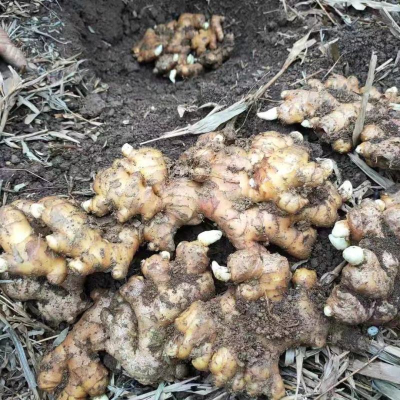 热卖-四川368高产大小黄姜姜种！可合作种植包回收