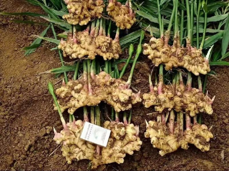 热卖-四川368高产大小黄姜姜种！可合作种植包回收