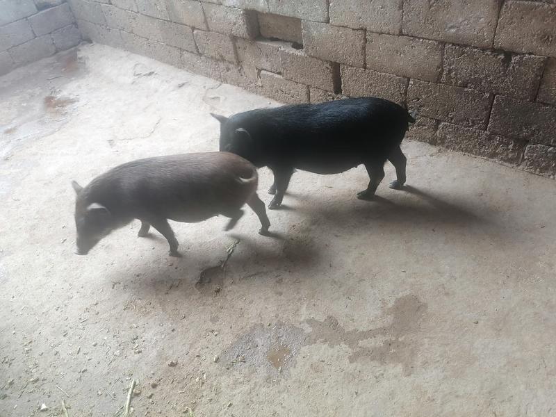 土山猪仔，杂交野猪，小猪现有30斤左右。大小猪都卖。自提