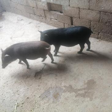 土山猪仔，杂交野猪，小猪现有30斤左右。大小猪都卖。自提