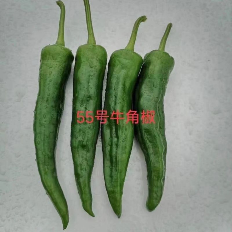 牛角椒苗湘研15/55号牛角辣椒苗免费技术指导包回收