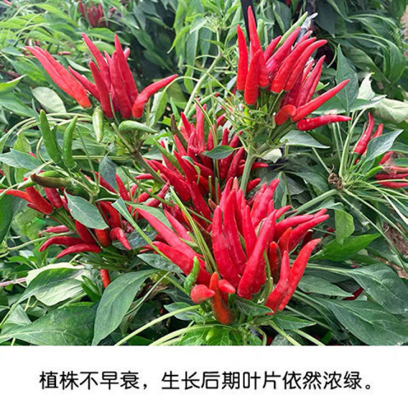 热辣二号辣椒苗直播苗椒多多二号苗免费技术指导包回收