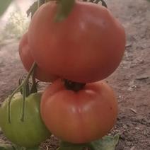 普罗旺斯西红柿开园了