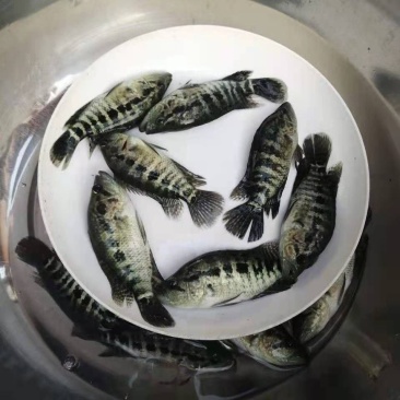 淡水石斑鱼苗淡水花斑鱼苗