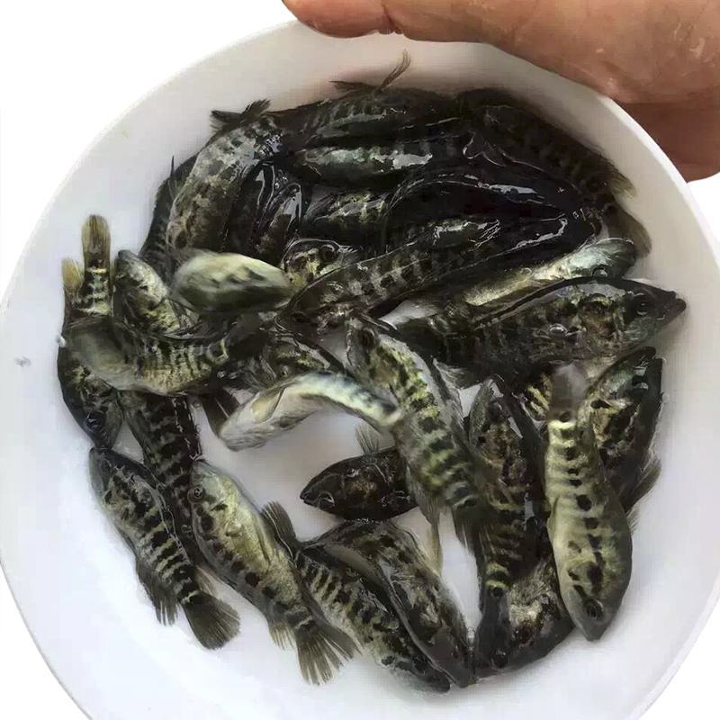 淡水石斑鱼苗淡水花斑鱼苗