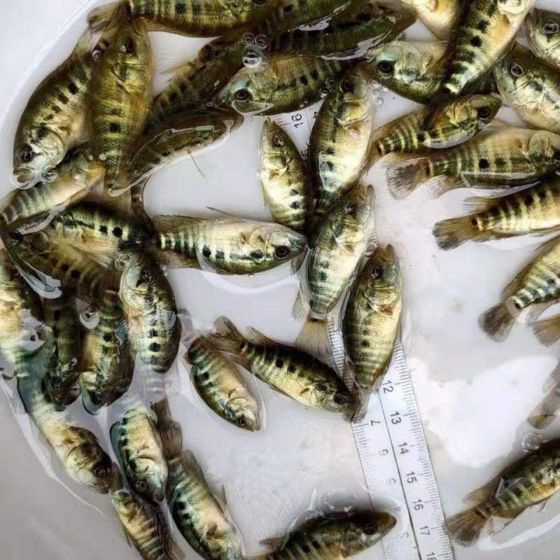 淡水石斑鱼苗淡水花斑鱼苗