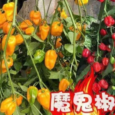 魔鬼椒苗魔鬼辣椒苗变态辣椒苗包回收免费技术指导