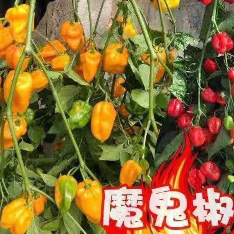 魔鬼椒苗魔鬼辣椒苗变态辣椒苗包回收免费技术指导