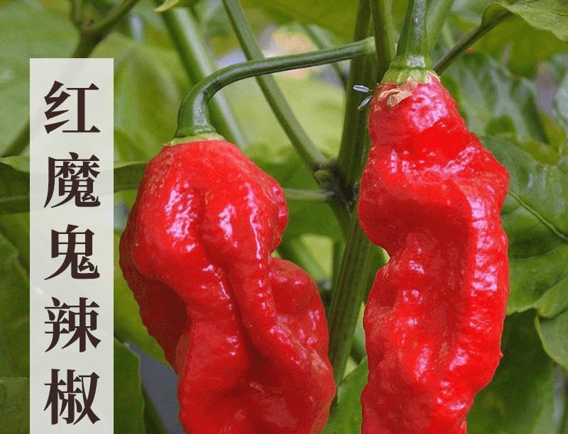 魔鬼椒苗魔鬼辣椒苗变态辣椒苗包回收免费技术指导