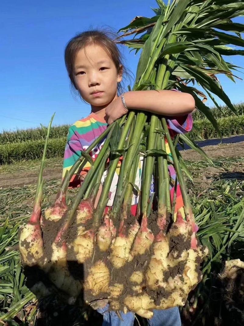 热推-江西368高产、大黄姜姜种，可合作种植包回收