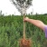 石榴树苗突尼斯软籽黑籽特大南北方种植盆栽地栽阳台庭院