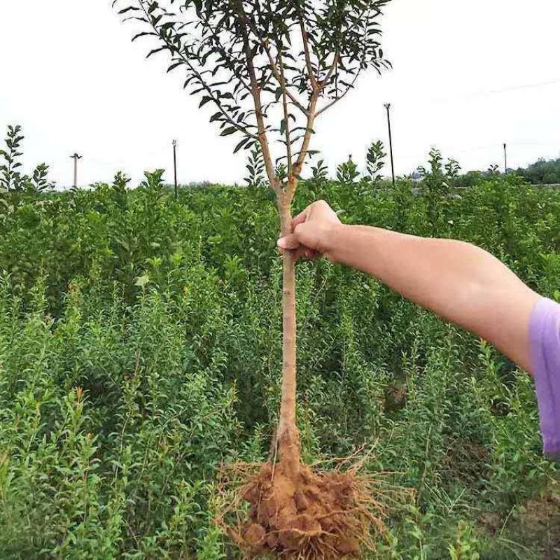 石榴树苗突尼斯软籽黑籽特大南北方种植盆栽地栽阳台庭院