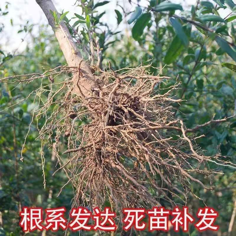 石榴树苗突尼斯软籽黑籽特大南北方种植盆栽地栽阳台庭院