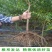 石榴树苗突尼斯软籽黑籽特大南北方种植盆栽地栽阳台庭院
