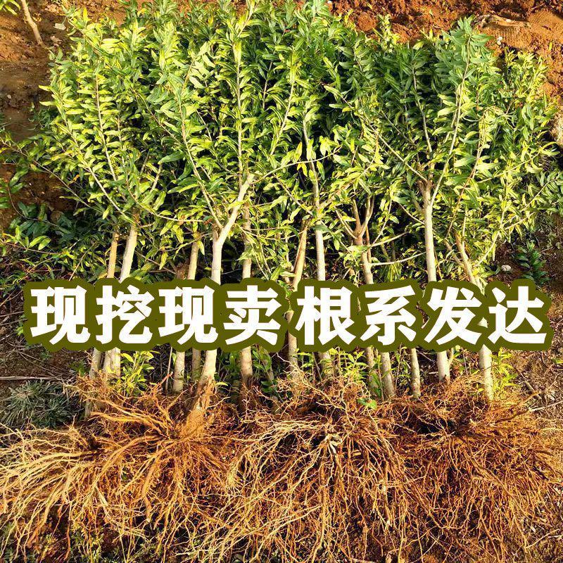 石榴树苗突尼斯软籽黑籽特大南北方种植盆栽地栽阳台庭院