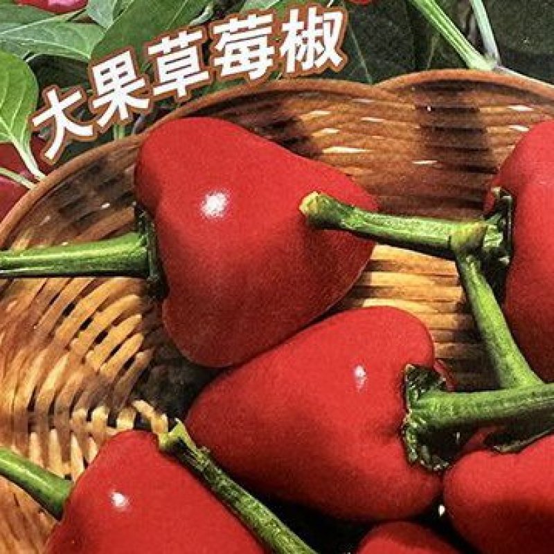 圆椒苗草莓椒苗草莓辣椒苗草莓朝天椒苗免费技术指导包回收