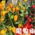 圆椒苗草莓椒苗草莓辣椒苗草莓朝天椒苗免费技术指导包回收