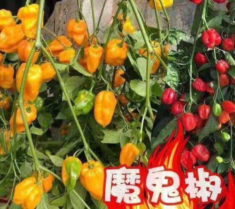 圆椒苗草莓椒苗草莓辣椒苗草莓朝天椒苗免费技术指导包回收