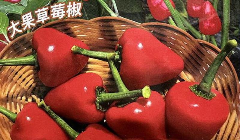 圆椒苗草莓椒苗草莓辣椒苗草莓朝天椒苗免费技术指导包回收