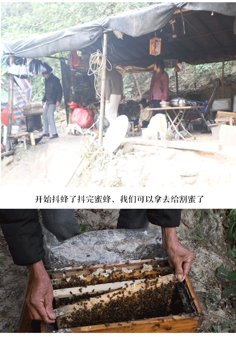 原生态零添加零污染农家自产自销土蜂蜜正宗包邮