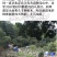 原生态零添加零污染农家自产自销土蜂蜜正宗包邮