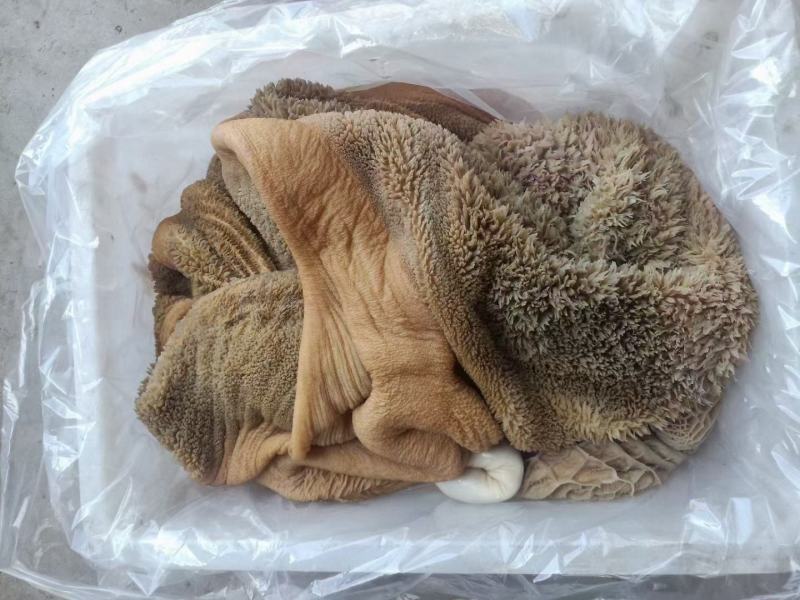 【牛毛肚】黄牛的毛肚，生的带金钱肚！水洗干净速冻不是标件