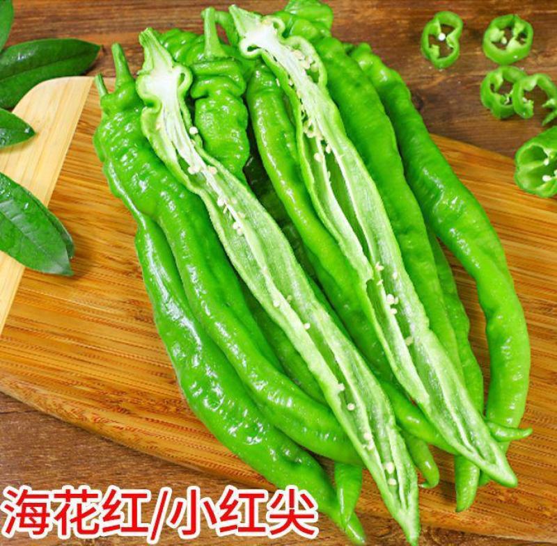 宁都辣椒苗微辣青椒苗青线椒苗免费技术指导包回收