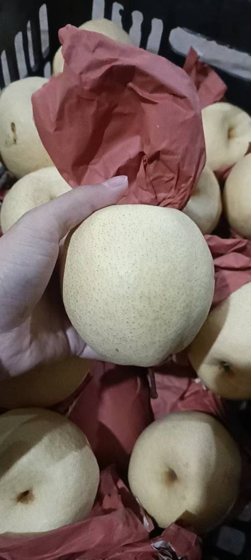 蒲城酥梨大量上市，皮薄面光，水大口感好