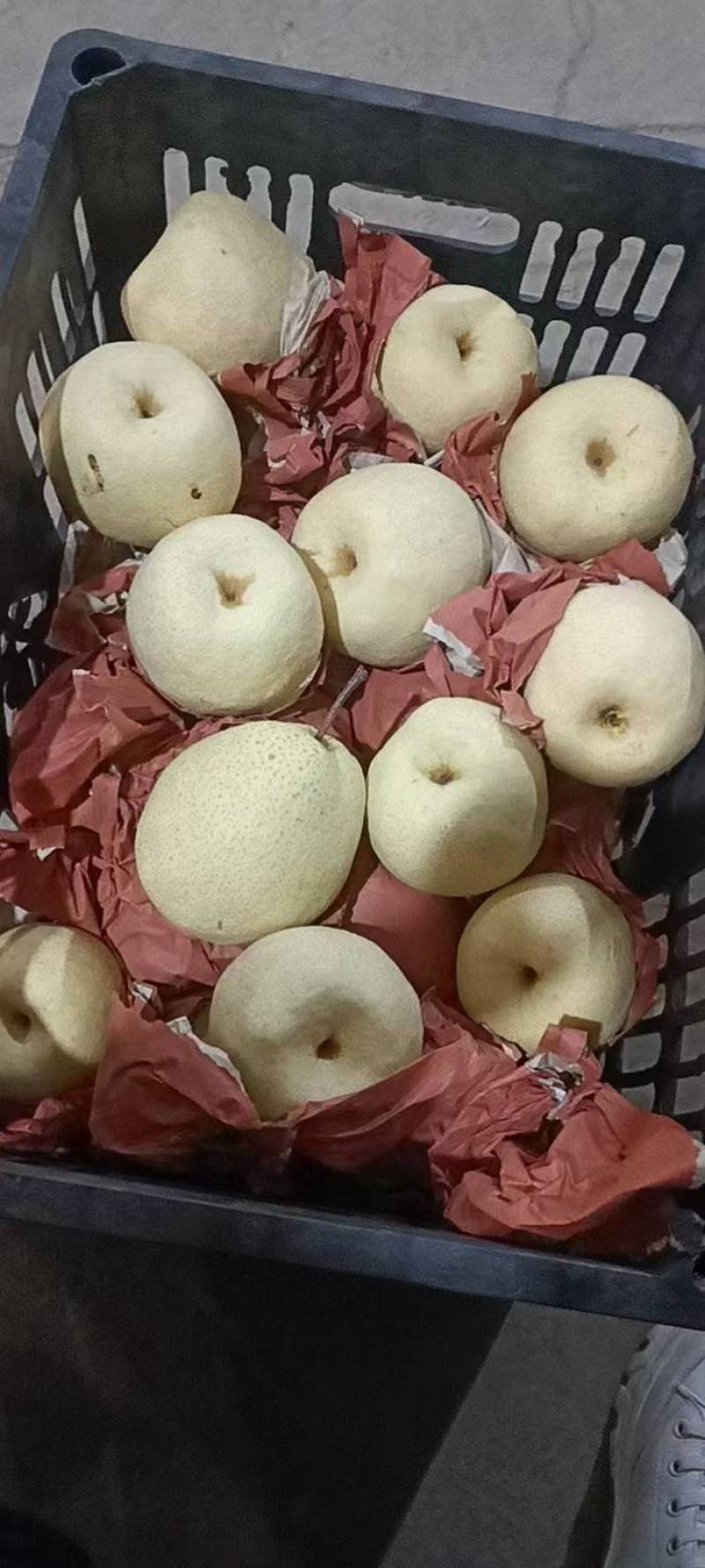 蒲城酥梨大量上市，皮薄面光，水大口感好