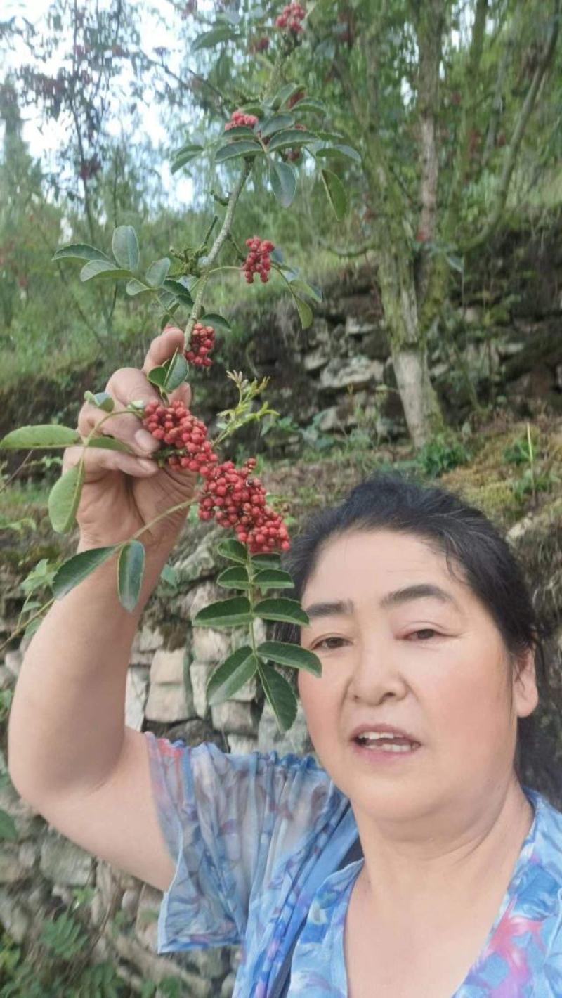 【牛商推荐】汉源花椒油优选新鲜花椒进行制作欢迎致电
