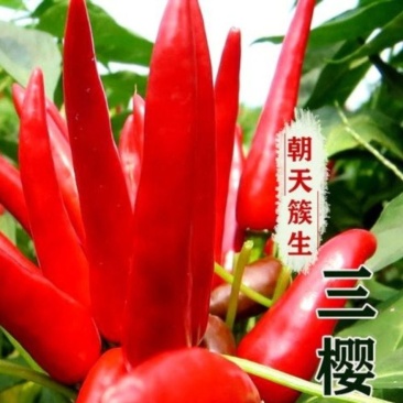 三樱椒苗辣椒苗三樱辣椒苗三樱朝天椒苗免费技术指导包回收