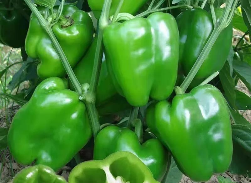 方椒苗方椒辣椒苗甜椒苗菜椒苗免费技术指导包回收