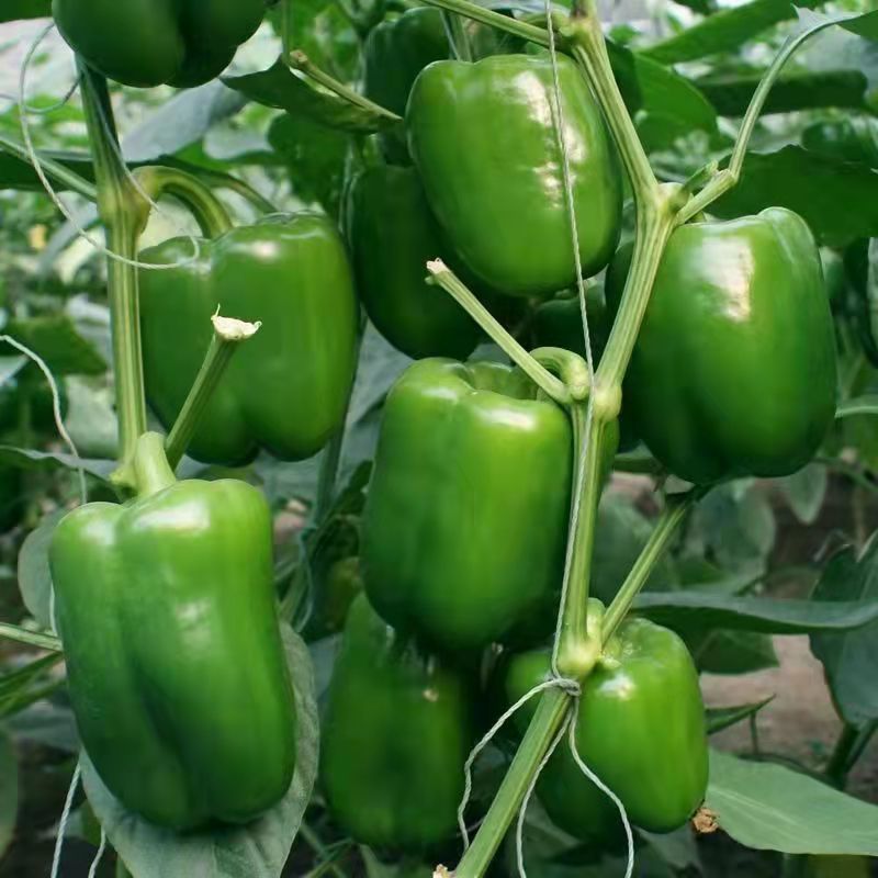 方椒苗方椒辣椒苗甜椒苗菜椒苗免费技术指导包回收