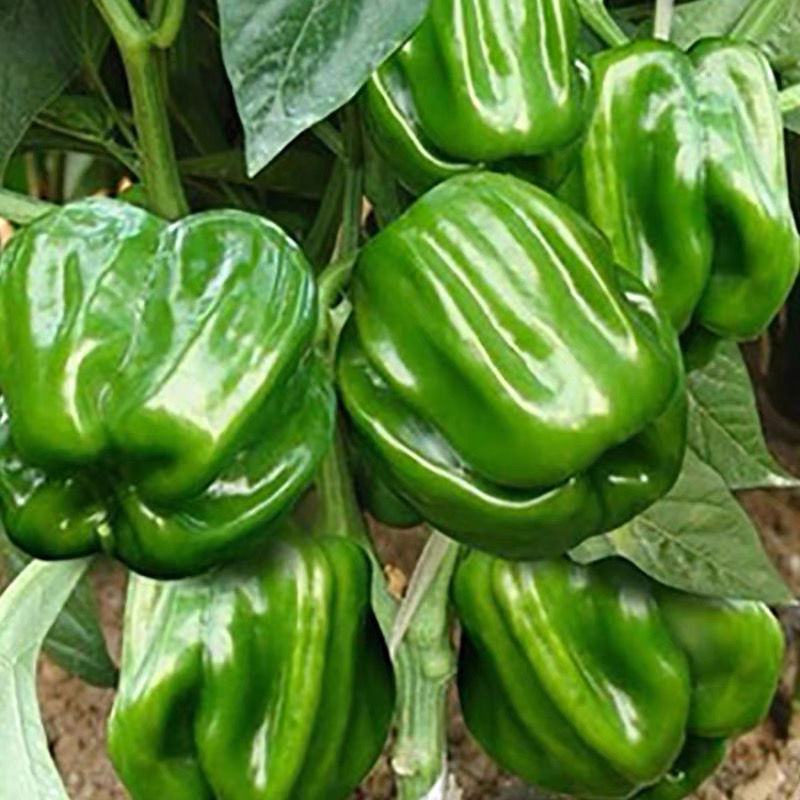 方椒苗方椒辣椒苗甜椒苗菜椒苗免费技术指导包回收