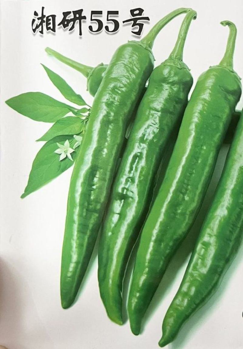 圣保罗尖椒苗圣保罗辣椒苗直播苗嫁接苗免费技术指导包回收
