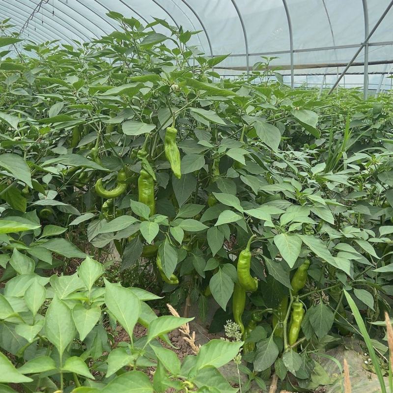 圣保罗尖椒苗圣保罗辣椒苗直播苗嫁接苗免费技术指导包回收