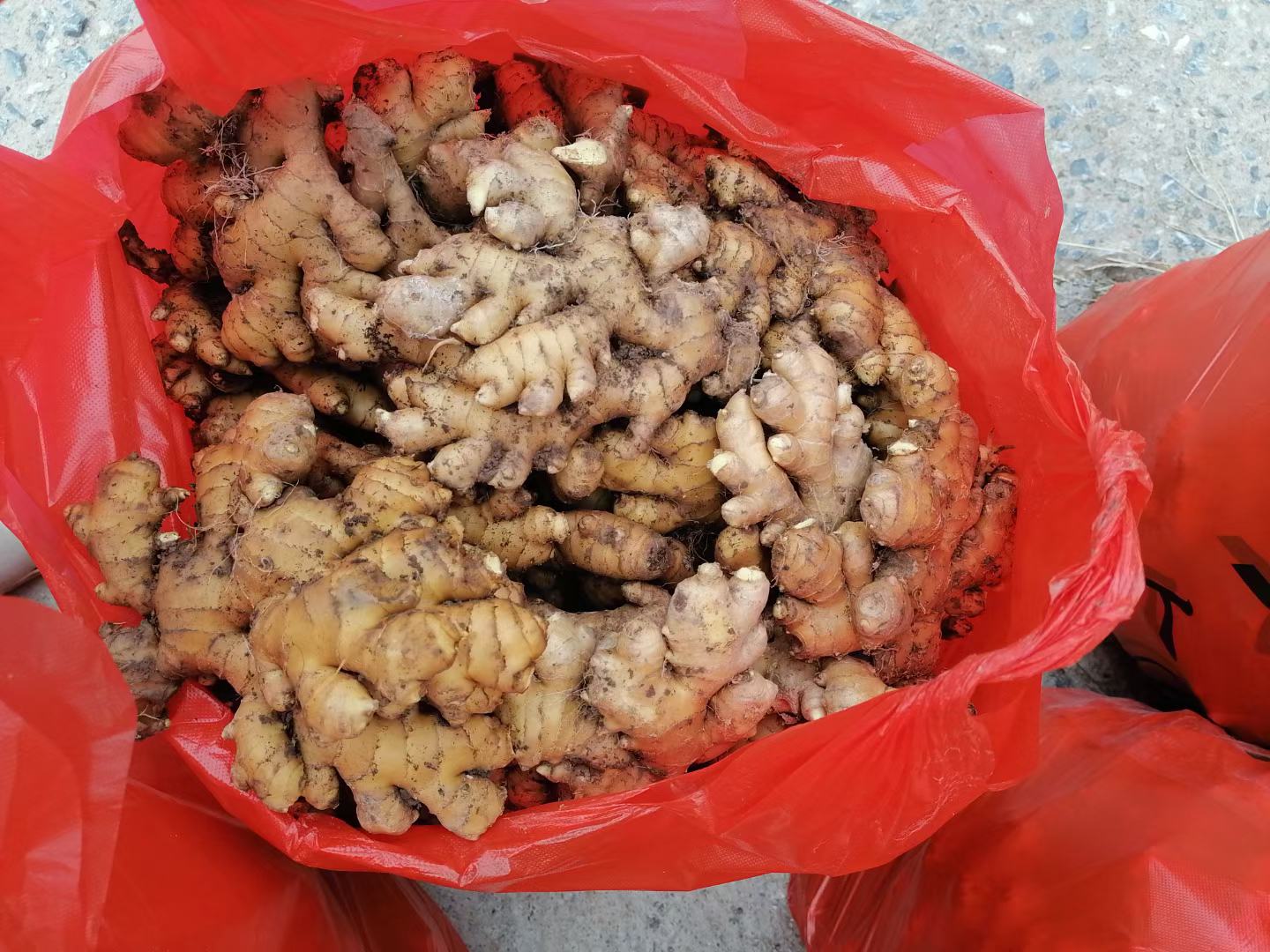 临沧小黄姜加工与包装现场