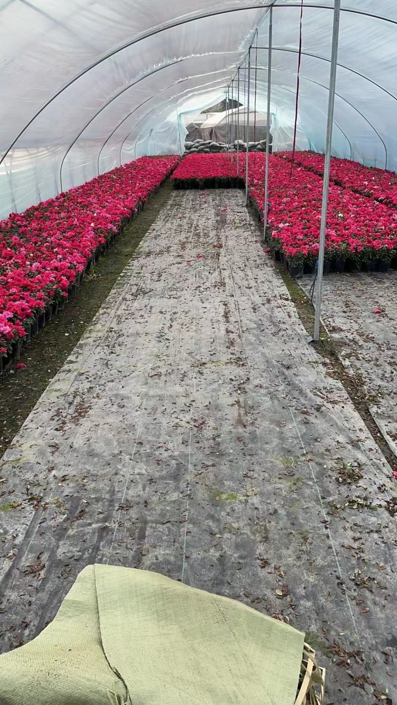 13杯西洋鹃16杯西洋鹃自产自销数量30万颗