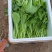 精品白菜苔