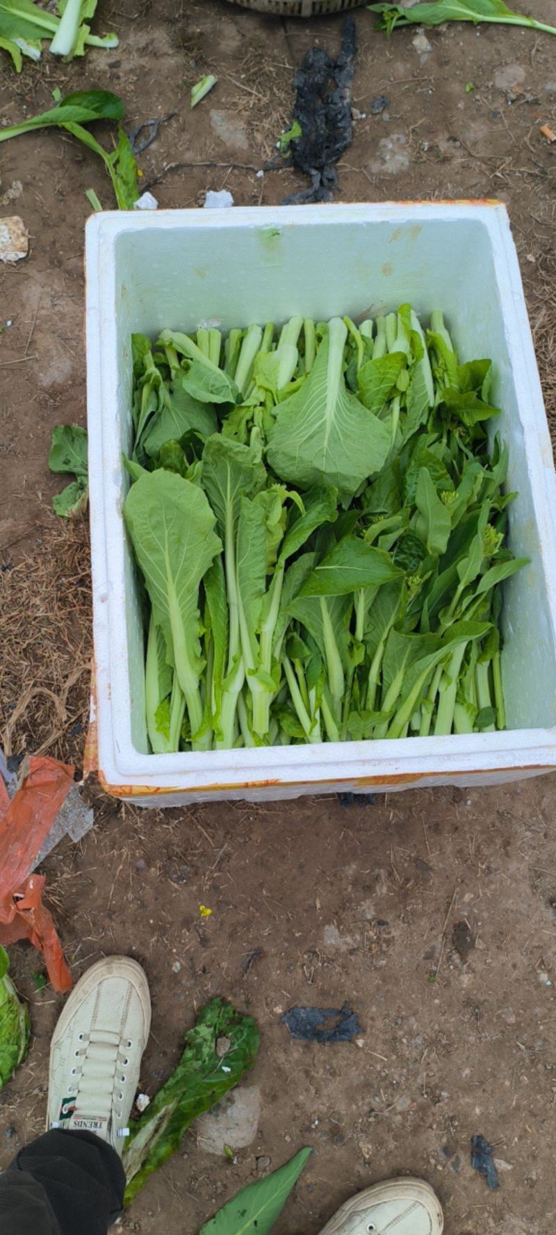 精品白菜苔
