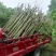木芙蓉5-10公分基地批发自产自销数量大