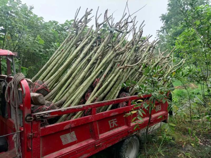 木芙蓉5-10公分基地批发自产自销数量大