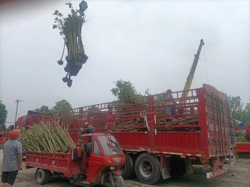 木芙蓉5-10公分基地批发自产自销数量大