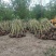 木芙蓉5-10公分基地批发自产自销数量大