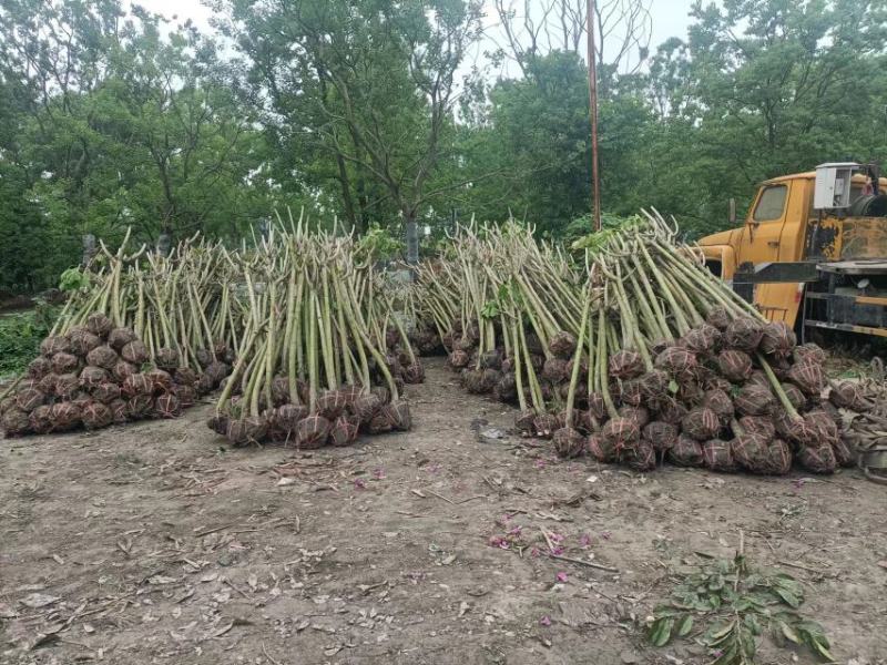 木芙蓉5-10公分基地批发自产自销数量大