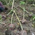 木芙蓉5-10公分基地批发自产自销数量大