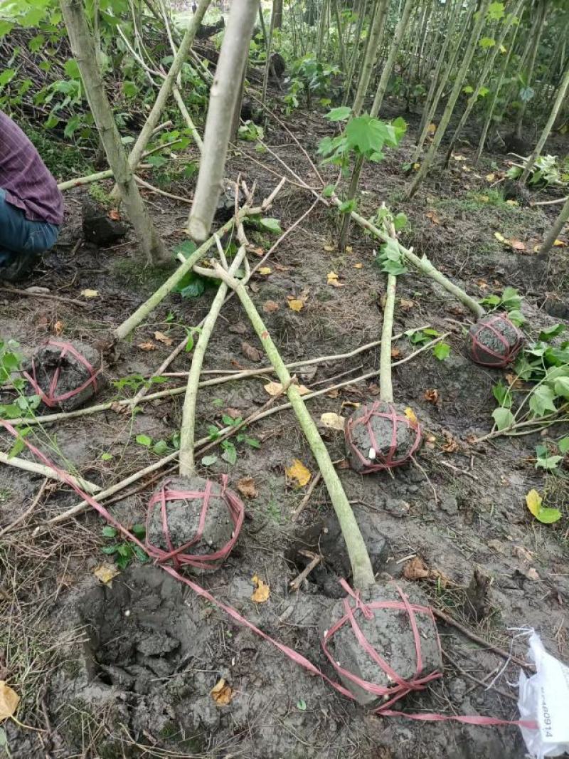 木芙蓉5-10公分基地批发自产自销数量大