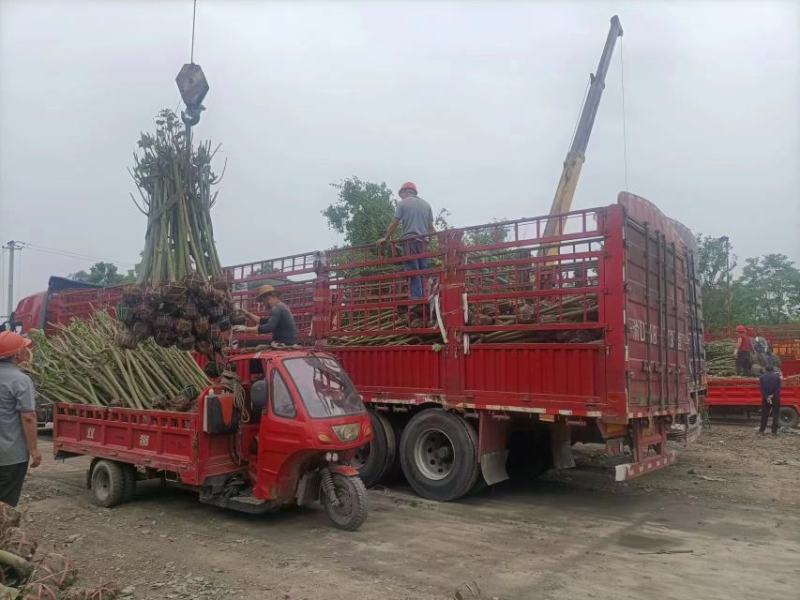 木芙蓉5-10公分基地批发自产自销数量大